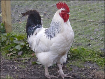 Slika
